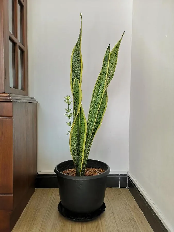 Accommodatie bij particulieren De Paris à Kandy
